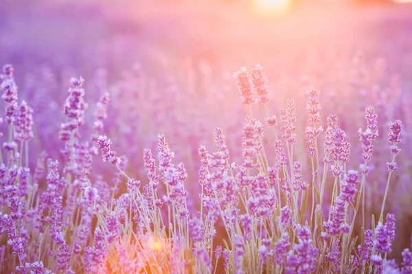 紫罗兰色的灌木特写日落 薰衣草装饰设计 夕阳微光紫色的花朵的薰衣草 法国普罗旺斯地区 — 图库照片