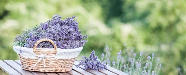 A basket filled with purple flowers stands on a wooden table on a background of green lavender fields. — Stock Photo, Image