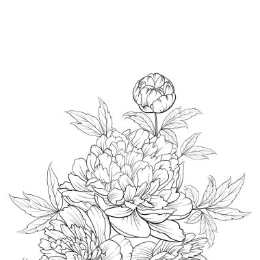 Peonies mürekkep arka plan.