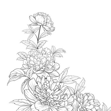 Peonies mürekkep arka plan.