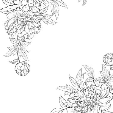 Şakayık grafik vektör hat kroki.