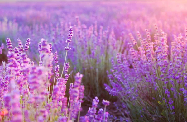 Sonnenuntergang über einem violetten Lavendelfeld. — Stockfoto