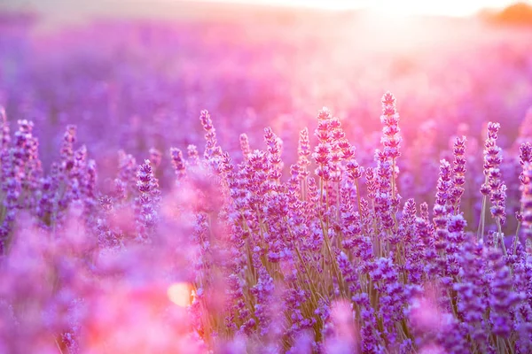 Lavendel för dekoration design. — Stockfoto