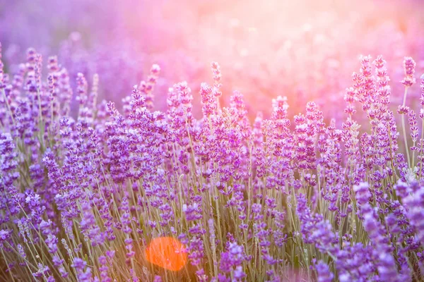 Lavendel für die Dekoration. — Stockfoto