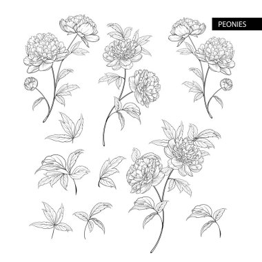 Şakayık çiçekleri öğeleri kümesi. Botanik illüstrasyon. Beyaz bir arka plan üzerinde peonies topluluğu.