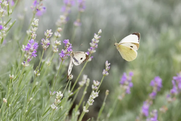 Piękny biały motyl nad fioletowe kwiaty lawendy. — Zdjęcie stockowe