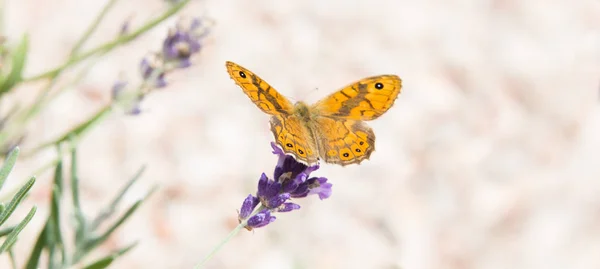 Piękny pomarańczowy motyl nad fioletowymi kwiatami lawendy. — Zdjęcie stockowe