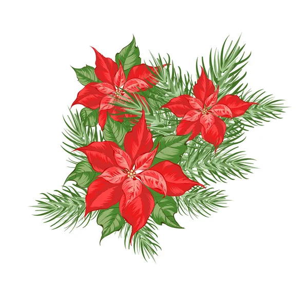 Composición de flor de poinsettia roja aislada sobre fondo blanco . — Vector de stock