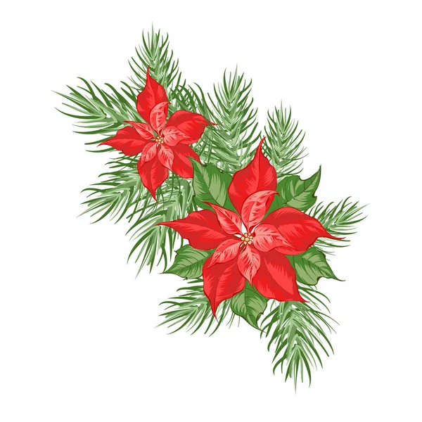 Composition of red poinsettia flower isolated over white background. — Stock Vector