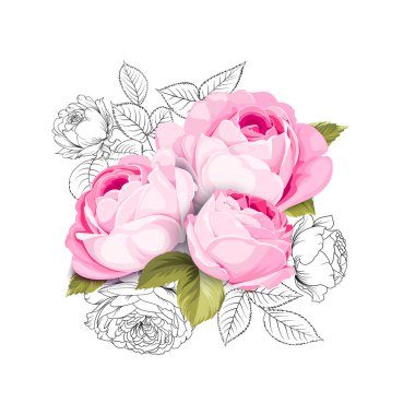 Çift küçük çiçek çiçek açan gül. Botanik vektör çizim. Korku veren tek çiçek buket gül iolated beyaz arka plan üzerinde.