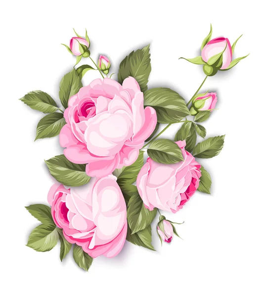 Kvetoucí růže. — Stockový vektor
