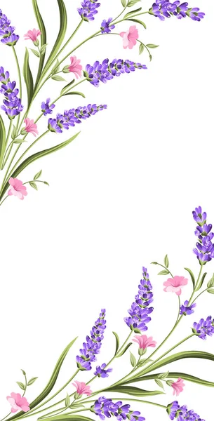 Elegante tarjeta con flores de lavanda . — Archivo Imágenes Vectoriales