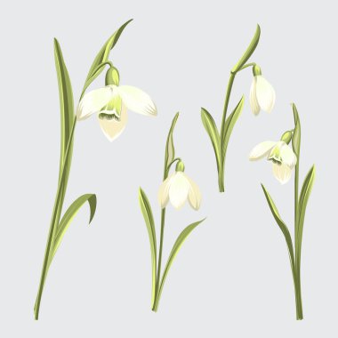 Galanthus çiçek üzerinde gri bir arka plan bahar ayarlayın. Botanik illüstrasyon. Bahar buket.