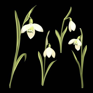 Bahar kardelen çiçek siyah bir arka plan üzerinde ayarlayın. Galanthus botanik illüstrasyon. Bahar buket.