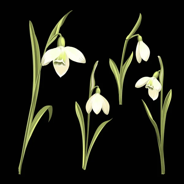 Conjunto de flores de primavera sobre fondo negro. Ilustración botánica Galanthus. Ramo de primavera . — Archivo Imágenes Vectoriales