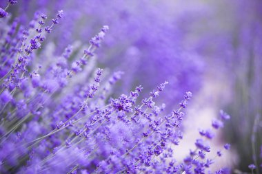 Lavanta alanları Provence dağlarda çiçeklenir. Işık lavanta mor çiçekler üzerinde akşam. Menekşe çalılar Resmin ortasına. Lavanta çalılar closeup akşam ışığı üzerinde