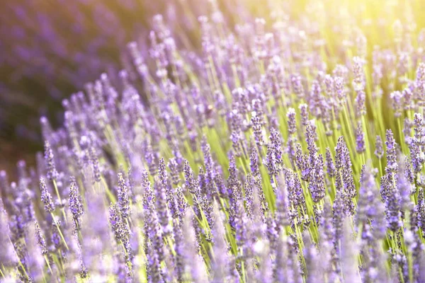 Die Lavendelsträucher in Nahaufnahme. Sommerblumen im Abendlicht. Gewürzkräuter in Nahaufnahme. Lavendel blüht in der Provence in Frankreich — Stockfoto