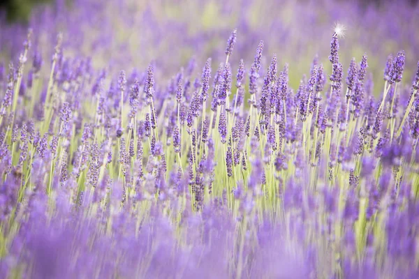 Flores nos campos de lavanda nas montanhas Provence. Luz da noite sobre flores roxas de lavanda. Arbustos violetas no centro da imagem. Provença região da frança — Fotografia de Stock