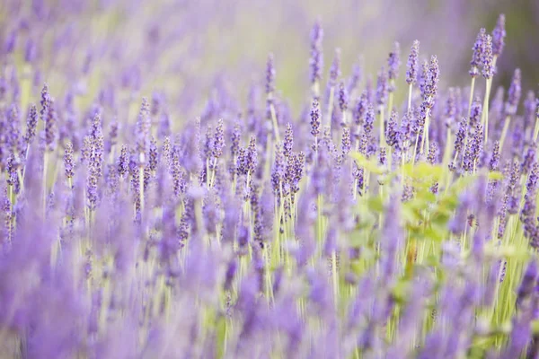 Το βράδυ φως πάνω από μοβ άνθη λεβάντας. Ιώδεις θάμνους στο κέντρο της εικόνας. Λεβάντα θάμνους closeup στο φως του δειλινού. Περιοχή της Provence της Γαλλίας — Φωτογραφία Αρχείου