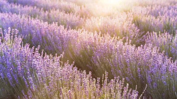 Ciel couchant sur un champ de lavande violette en Provence, France. Arbustes de lavande paysage sur la lumière du soir — Photo