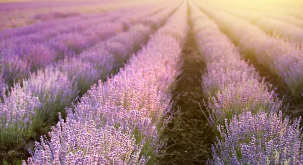 Puesta de sol sobre un campo de lavanda de verano, parece que en Provenza, Francia. El campo de lavanda. Hermosa imagen del campo de lavanda sobre el paisaje del atardecer de verano —  Fotos de Stock