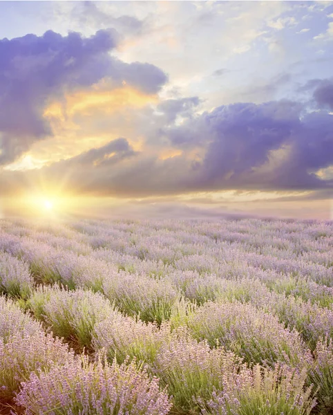 Cielo atardecer sobre un campo de lavanda de verano. Líneas rectas de arbustos de lavanda —  Fotos de Stock