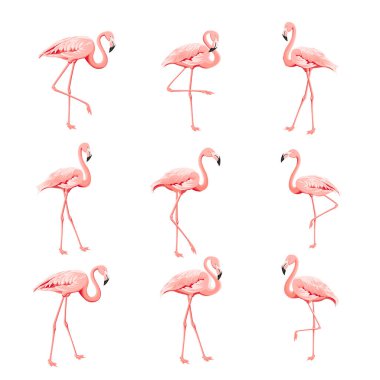 Tropikal kuşlar koleksiyonu. Pembe flamingolar ayarlandı. Moda yaz baskı paketi. Davet kartı ve şablon tasarımınız için öğeler.