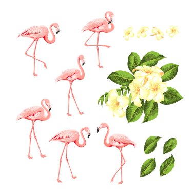 Tropikal kuşlar ve çiçekler koleksiyonu. Pembe flamingolar ayarlandı. Plumeria çiçek kiti. Moda yaz baskı paketi. Davet kartı ve şablon tasarımınız için öğeler.