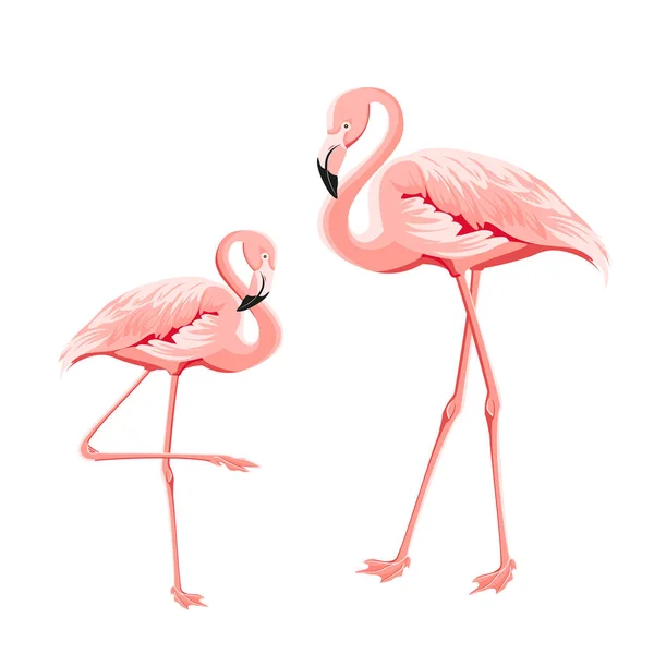 Tropical birds illustration. Pink flamingos set. Two staing flamingos. Elements for invitation card and your template design. — Stock Vector