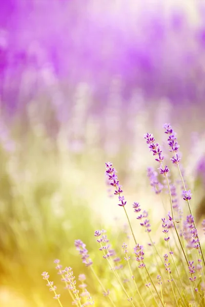 석양을 덮고 있는 라벤더 덤불. — 스톡 사진