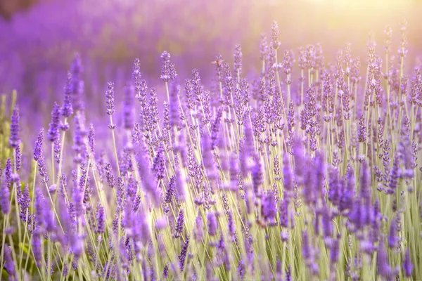 Lavender field aerial view. Purple lavender garden. Spa essential oil of beautiful herbs — Stock Photo, Image