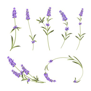 Provence çiçekler koleksiyonu. Lavanta çiçek elemanları seti. Violet Çiçek kiti. Moda yaz baskı paketi. Davet kartı ve şablon tasarımınız için öğeler.