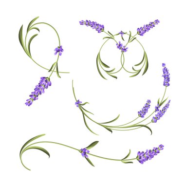 Provence çiçekler koleksiyonu. Lavanta çiçek elemanları seti. Violet Çiçek kiti. Moda yaz baskı paketi. Davet kartı ve şablon tasarımınız için öğeler.