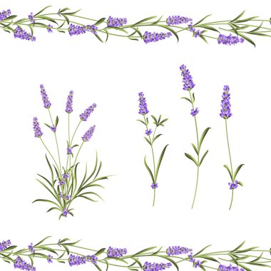 Provence çiçekler koleksiyonu. Lavanta çiçek elemanları seti. Violet Çiçek kiti. Moda yaz baskı paketi. Davet kartı ve şablon tasarımınız için öğeler.