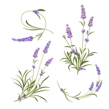 Provence çiçekler koleksiyonu. Lavanta çiçek elemanları seti. Violet Çiçek kiti. Moda yaz baskı paketi. Davet kartı ve şablon tasarımınız için öğeler.