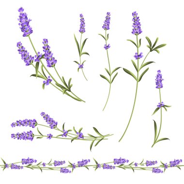Provence çiçekler koleksiyonu. Lavanta çiçek elemanları seti. Violet Çiçek kiti. Moda yaz baskı paketi. Davet kartı ve şablon tasarımınız için öğeler.