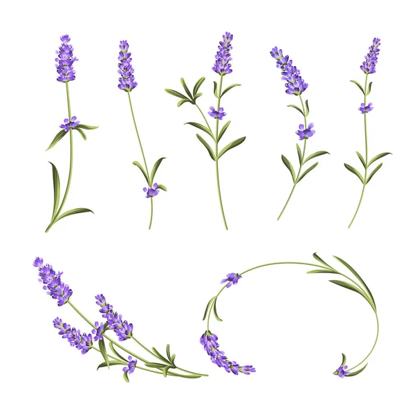 Provence blommor samling. Uppsättning av lavendel blommor element. Violett blommor kit. Mode sommarprint Bundle. Element för inbjudningskort och din malldesign. — Stock vektor