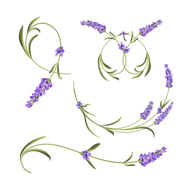 普罗旺斯花卉收藏。一套薰衣草花元素。紫罗兰花套件。时尚夏季印花套装。邀请卡和模板设计的元素. — 图库矢量图片