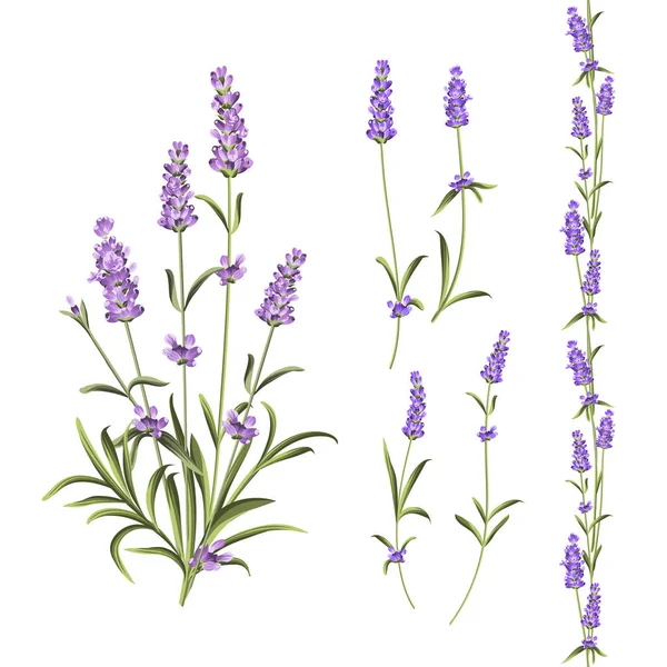 Provence blommor samling. Uppsättning av lavendel blommor element. Violett blommor kit. Mode sommarprint Bundle. Element för inbjudningskort och din malldesign. — Stock vektor