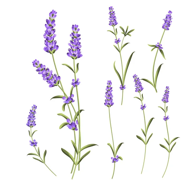 Colección de flores de Provenza. Conjunto de flores de lavanda elementos. Kit de flores violetas. Paquete de impresión de verano de moda. Elementos para la tarjeta de invitación y el diseño de su plantilla . — Archivo Imágenes Vectoriales