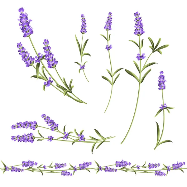 Collezione fiori di Provenza. Set di elementi di fiori di lavanda. Kit fiori viola. Pacchetto stampa estate moda. Elementi per il biglietto d'invito e il design del modello . — Vettoriale Stock