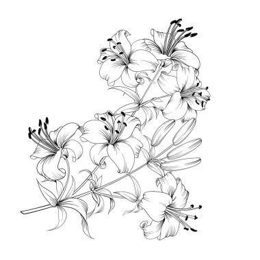 Beyaz Zambak çiçeği.