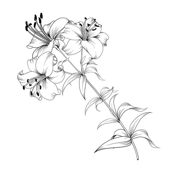 El lirio floreciente . — Archivo Imágenes Vectoriales