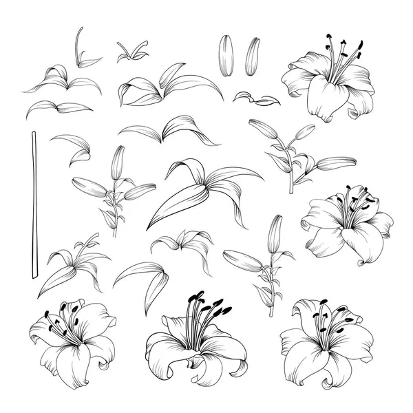 Colección de flores de lirio . — Vector de stock