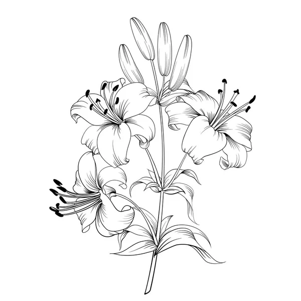 Blooming lily. — Stok Vektör
