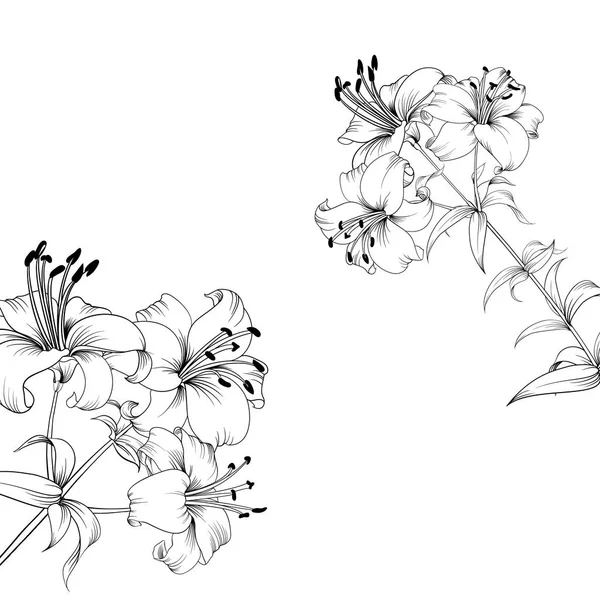 Sakura Fleur Dessin Illustration Noir Blanc Avec Dessins