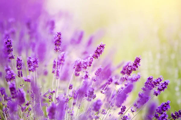 Cespugli di lavanda primo piano al tramonto. — Foto Stock