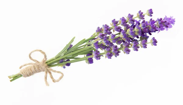 Lavendelblüten in Großaufnahme. Bund Lavendelblüten isoliert über weißem Hintergrund — Stockfoto