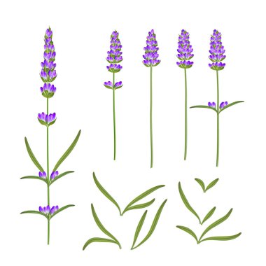 Provence çiçekler koleksiyonu. Lavanta çiçek elemanları seti. Violet Çiçek kiti. Moda yaz baskı paketi. Davet kartı ve şablon tasarımınız için öğeler. Vektör Illustration.