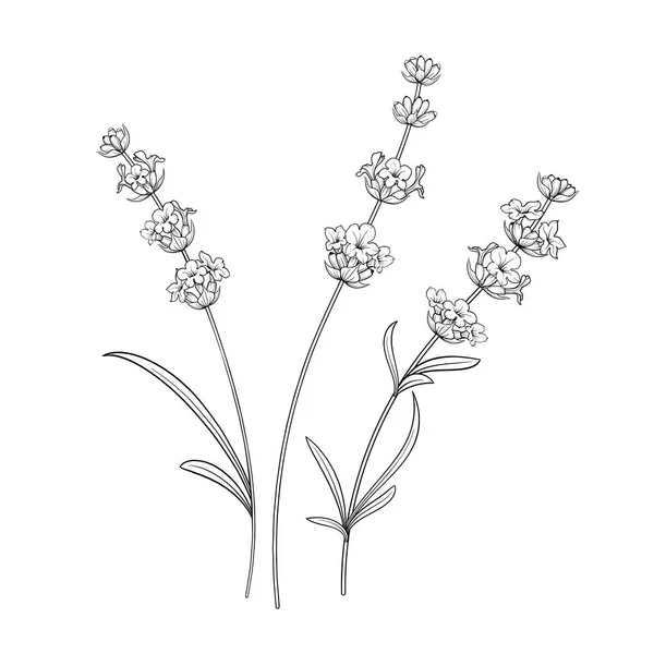 Лавандовые цветы крупным планом . — стоковый вектор